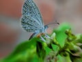 ÃÂ the pale grass blue, is a small butterfly found in South Asia that belongs to the lycaenids or blues family in indian village